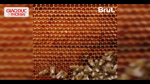 cách vẽ tổ ong